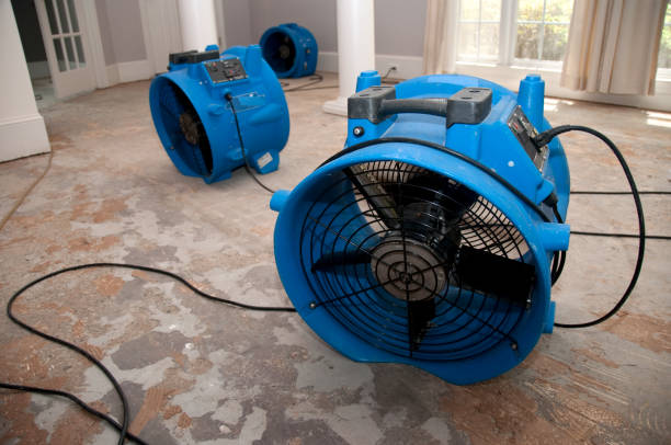 Best Professional water damage repair  in Williamston, NC